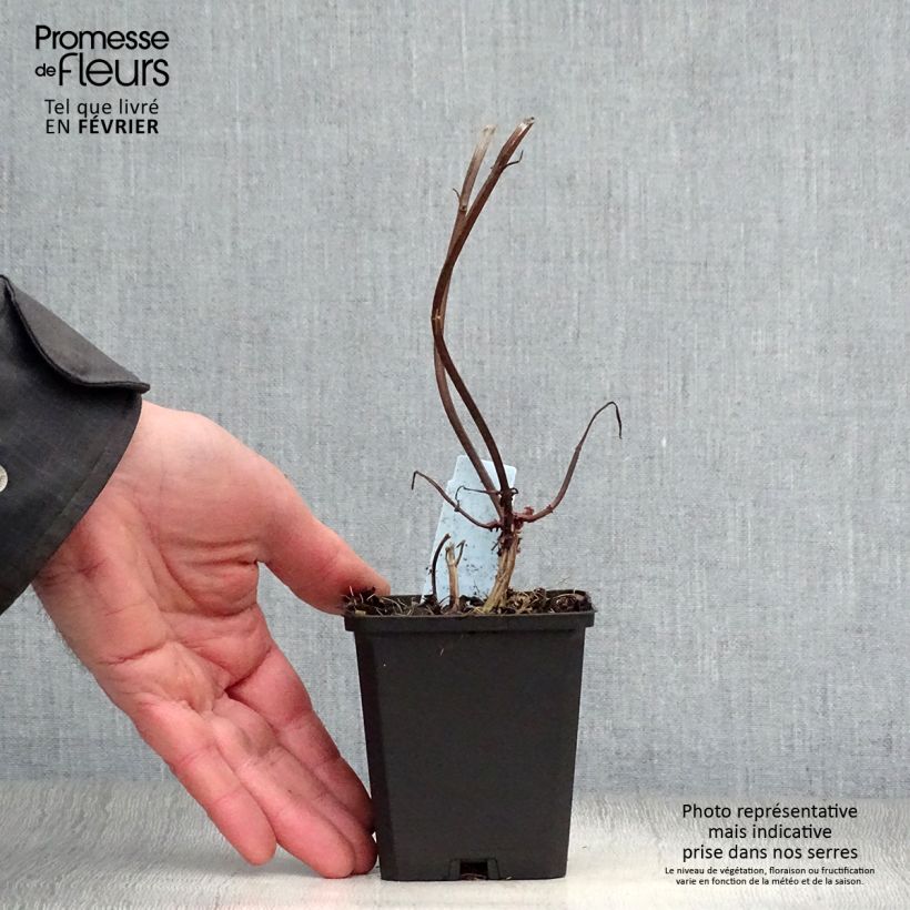 Monarda Jacob Cline - Beebalm 8/9 cm pot sample as delivered in winter