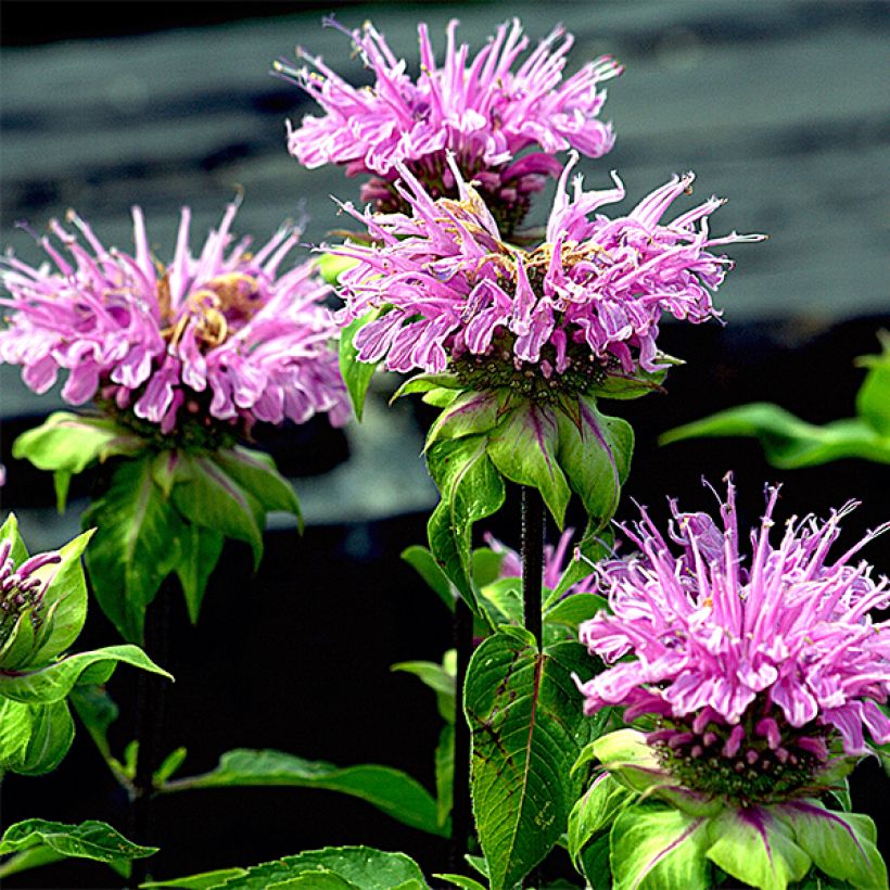 Monarda Melissa - Beebalm (Flowering)