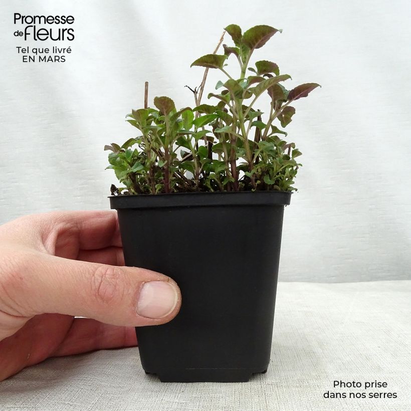 Monarda Mohawk - Beebalm 8/9 cm pot sample as delivered in spring