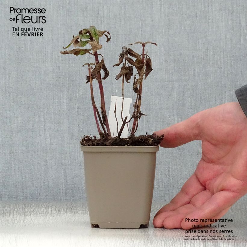 Monarda Petite Delight - Beebalm 8/9 cm pot sample as delivered in winter