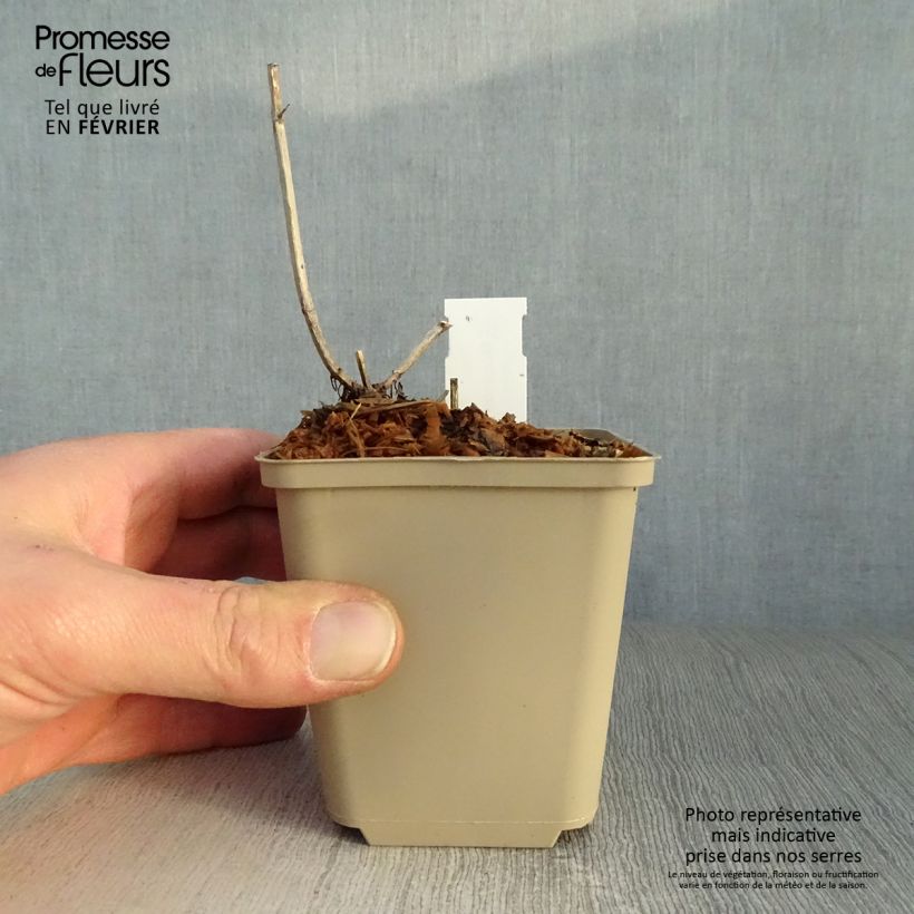 Monarda didyma Pink Lace - Beebalm 7/8 cm pot sample as delivered in winter