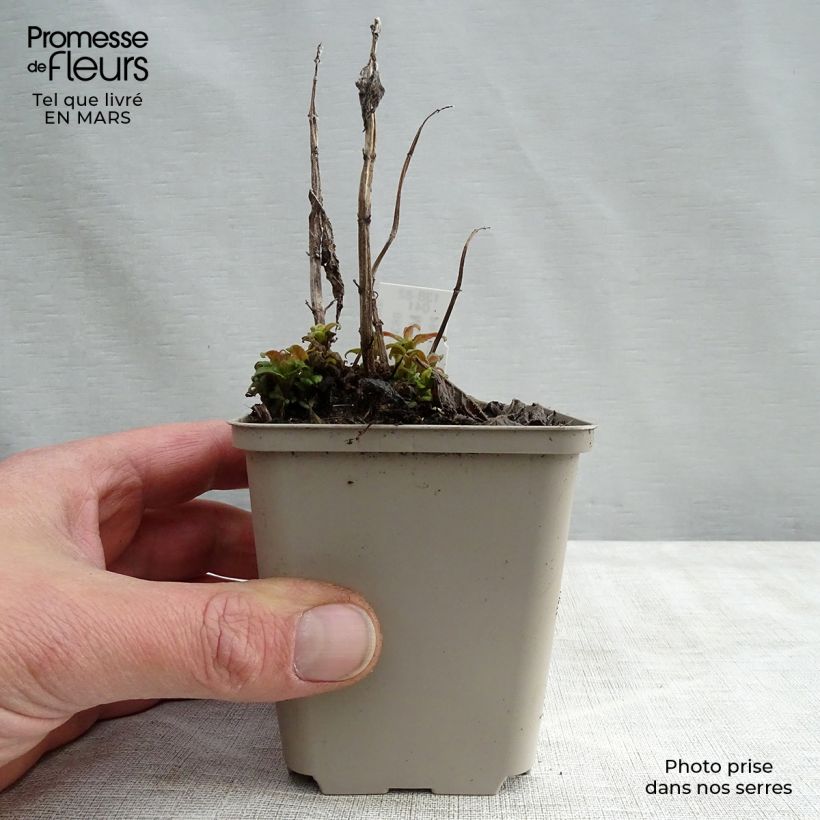 Monarda didyma Pink Lace - Beebalm 7/8 cm pot sample as delivered in spring