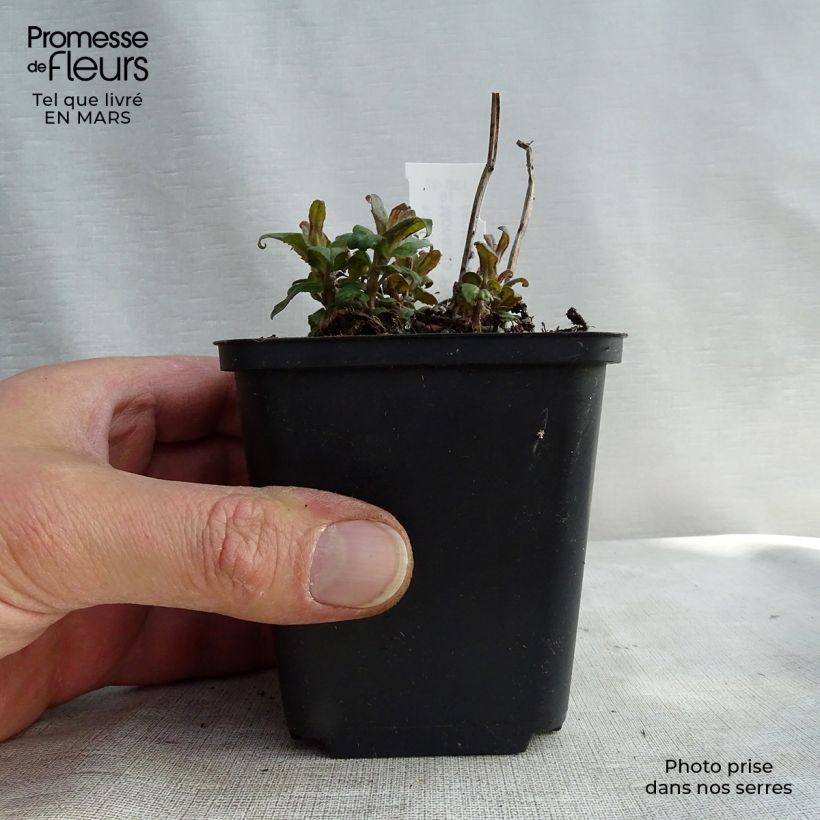 Monarda Purple Lace - Beebalm 8/9 cm pot sample as delivered in winter