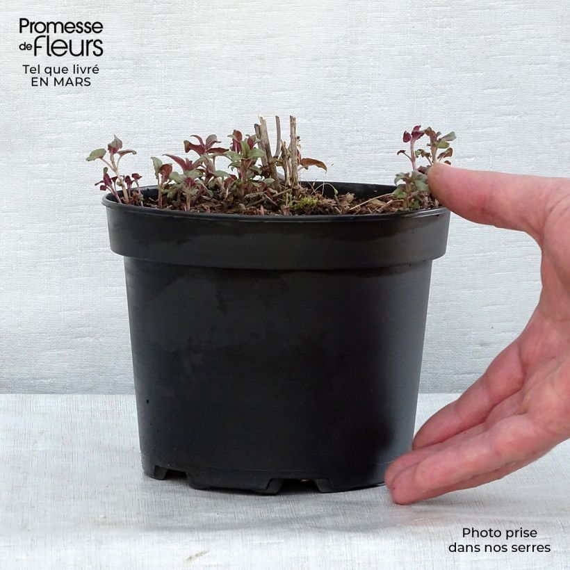 Monarda fistulosa Scorpion - Beebalm 2L/3L pot sample as delivered in spring