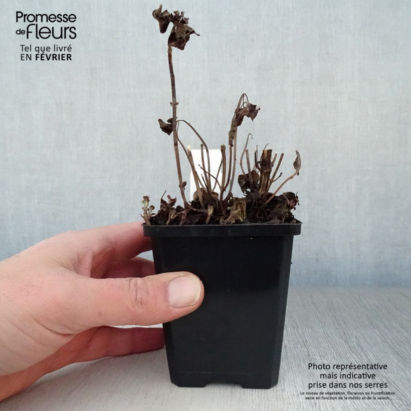 Monarda Squaw - Beebalm 8/9 cm pot sample as delivered in winter