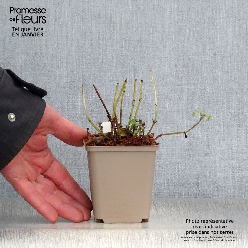 Monarda fistulosa var. menthifolia - Beebalm 8/9 cm pot sample as delivered in winter