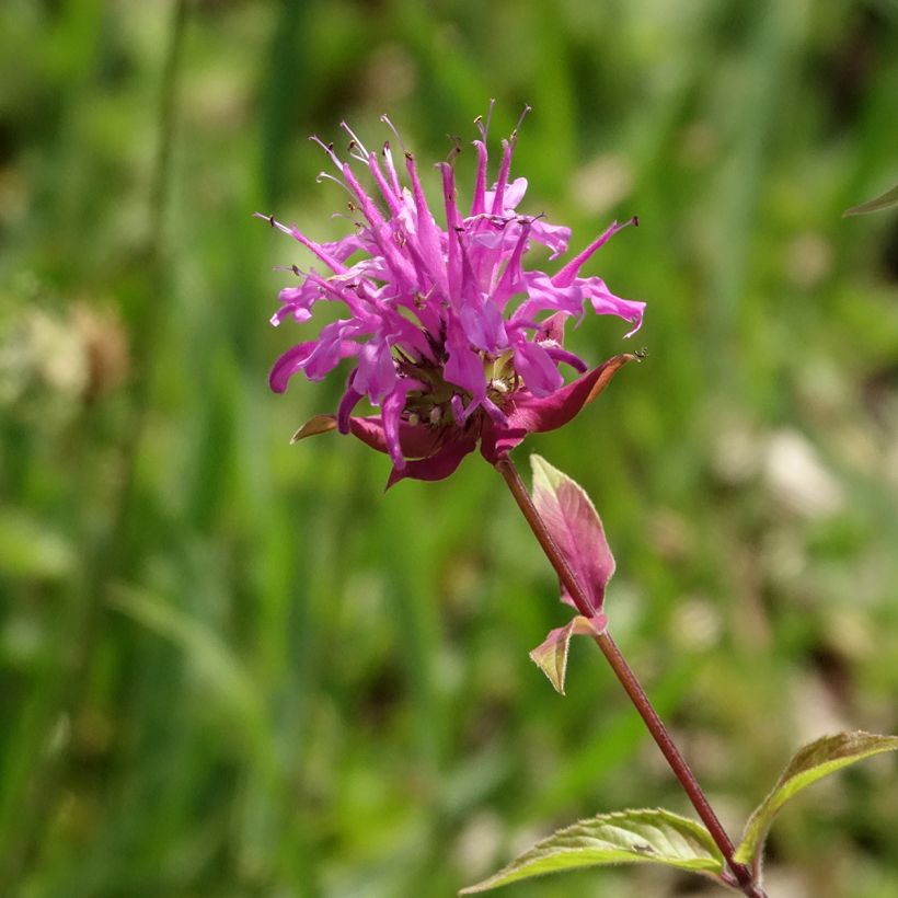Monarda fistulosa var. menthifolia - Beebalm (Flowering)