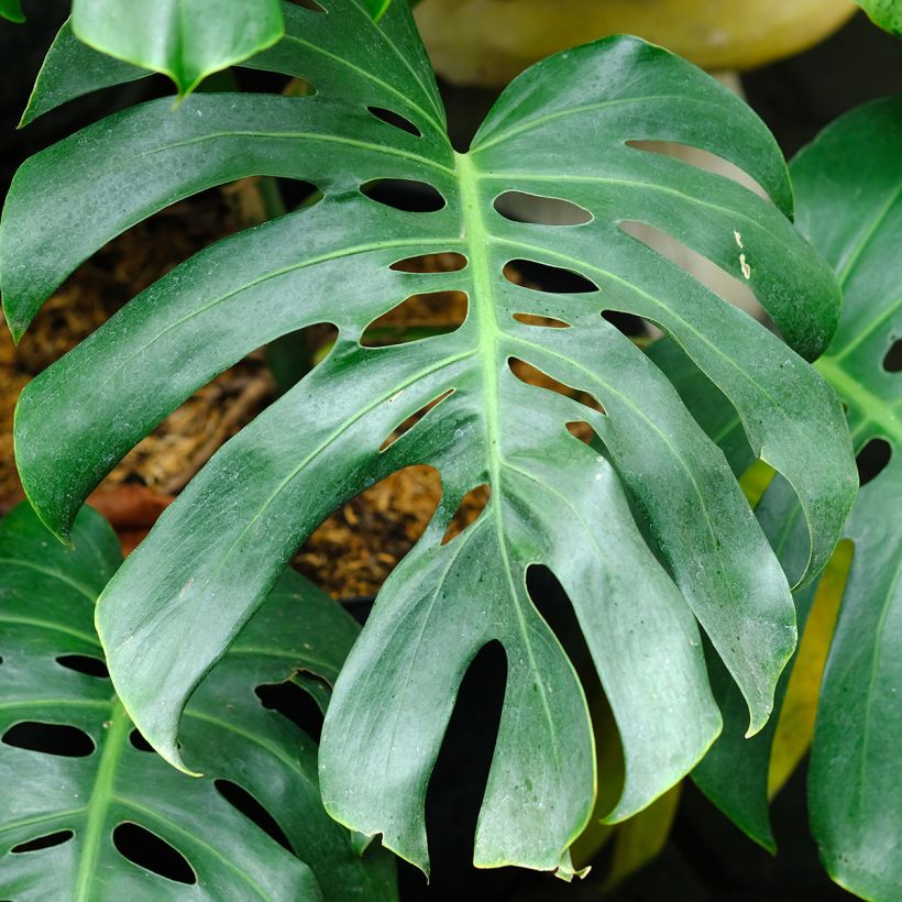 Monstera deliciosa - Swiss cheese plant (Foliage)