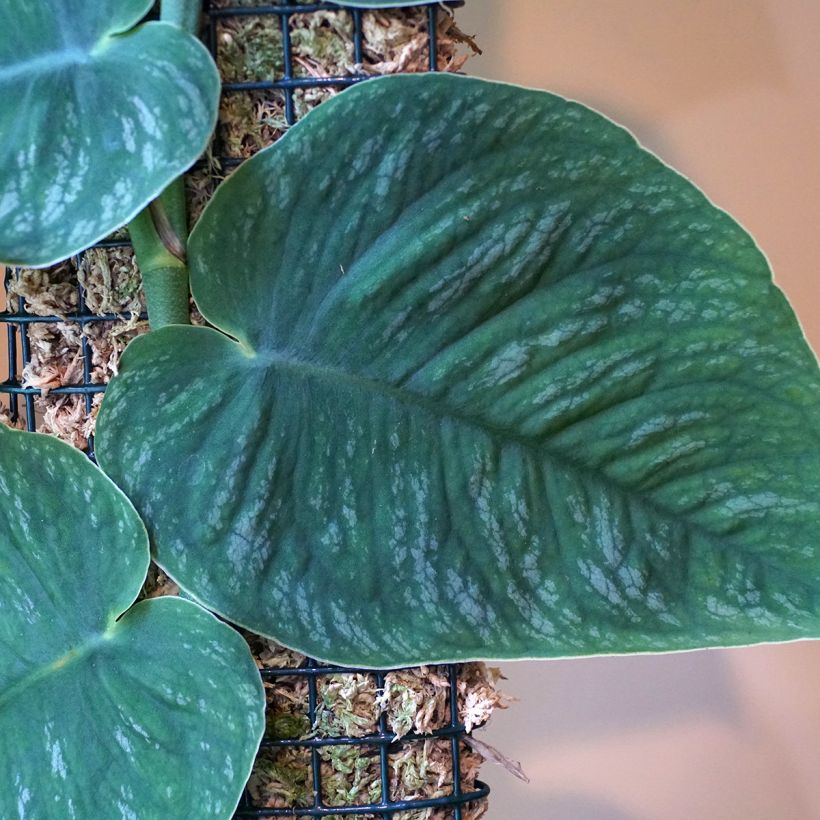 Monstera dubia (Foliage)