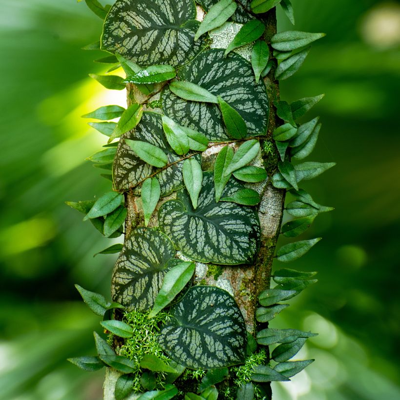 Monstera dubia (Plant habit)