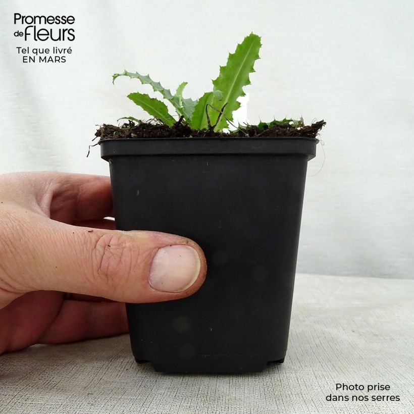 Morina longifolia 8/9 cm pot sample as delivered in spring