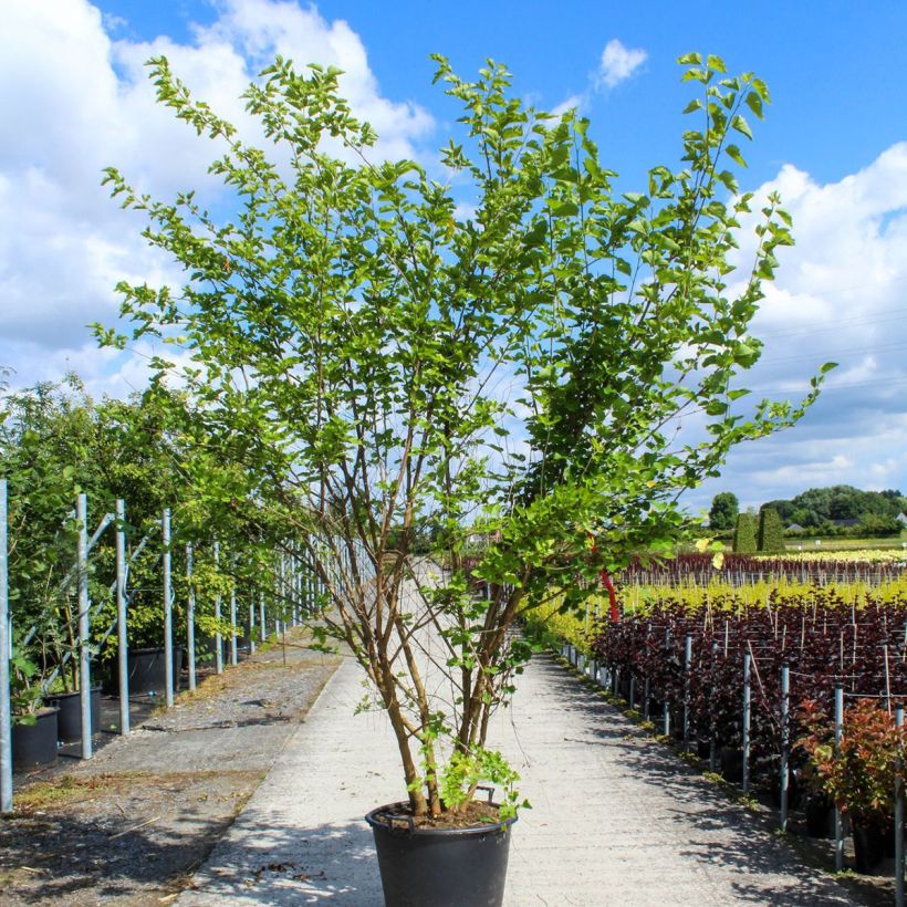 Morus alba - Mullberry 80L/90L pot sample as delivered in spring