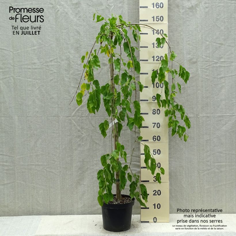 Morus alba Pendula - Mullberry 7.5L/10L pot, Standard sample as delivered in summer