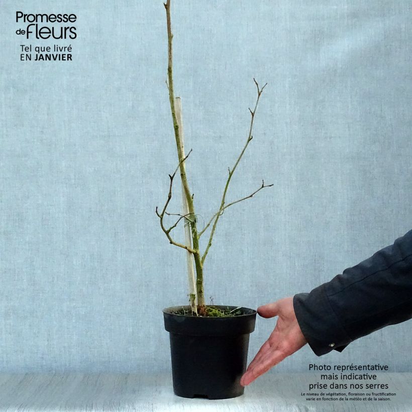 Morus nigra - Mullberry 1.5L/2L pot sample as delivered in winter