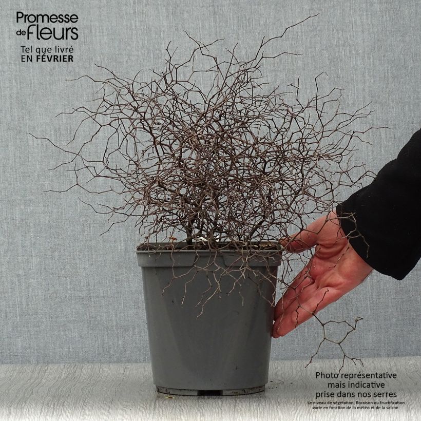 Muehlenbeckia astonii 3L/4L pot sample as delivered in winter