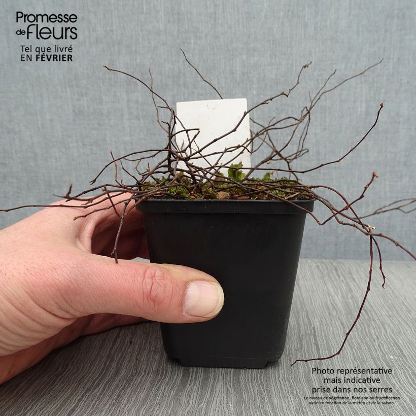 Muehlenbeckia axillaris 8/9 cm pot sample as delivered in winter