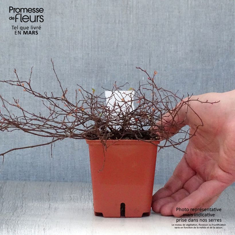 Muehlenbeckia complexa Golden Girl - Maidenhair Vine 8/9 cm pot sample as delivered in spring