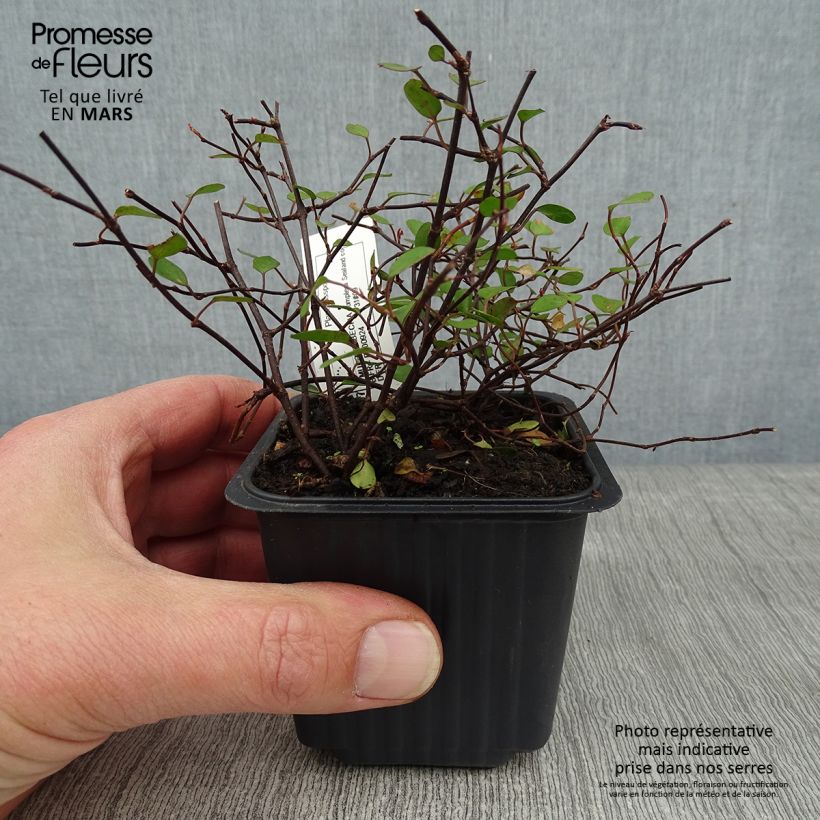 Muehlenbeckia complexa Sealand Compact - Maidenhair Vine 8/9 cm pot sample as delivered in winter