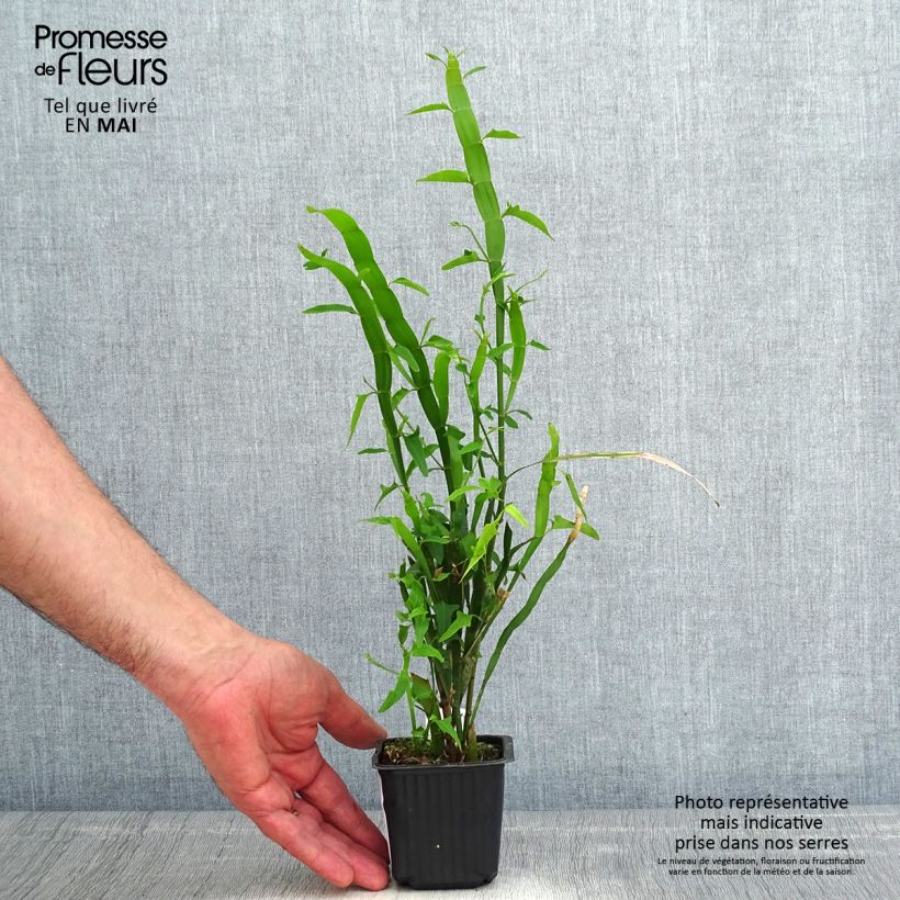 Muehlenbeckia platyclada 8/9 cm pot sample as delivered in spring