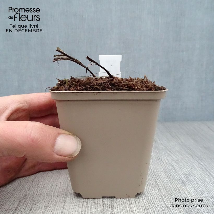 Convallaria majalis Bordeaux - Lily of the Valley 8/9 cm pot sample as delivered in winter