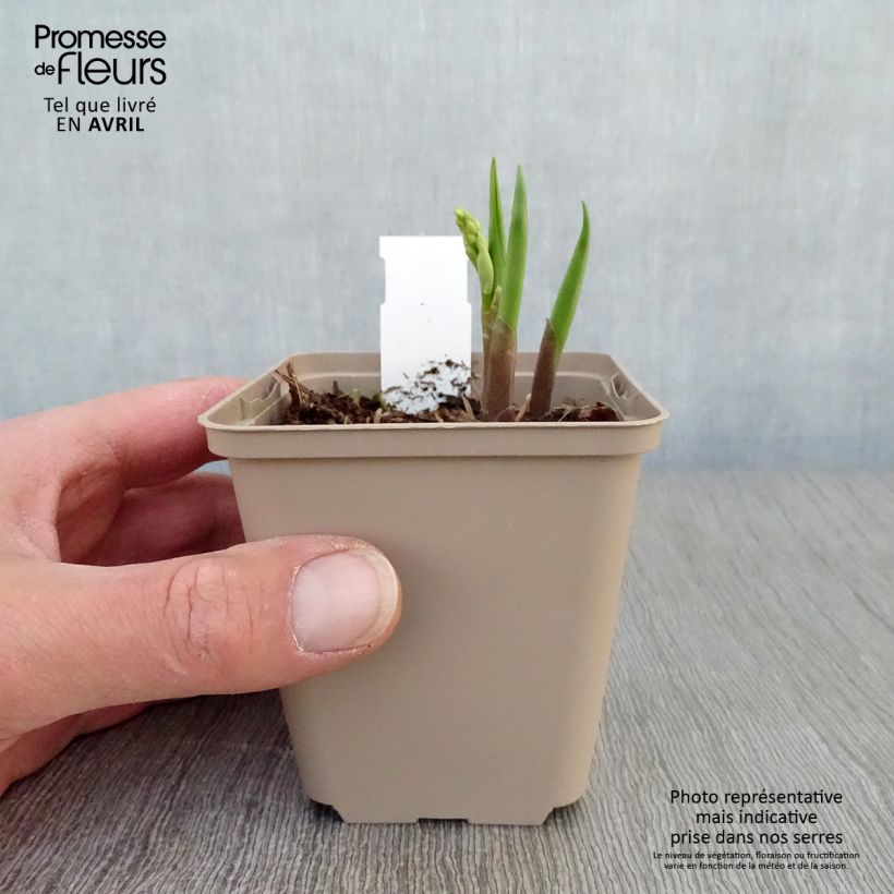 Convallaria majalis Bordeaux - Lily of the Valley 8/9 cm pot sample as delivered in spring