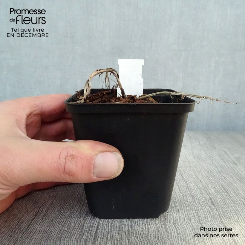 Convallaria majalis Doreen - Lily of the Valley 8/9 cm pot sample as delivered in winter