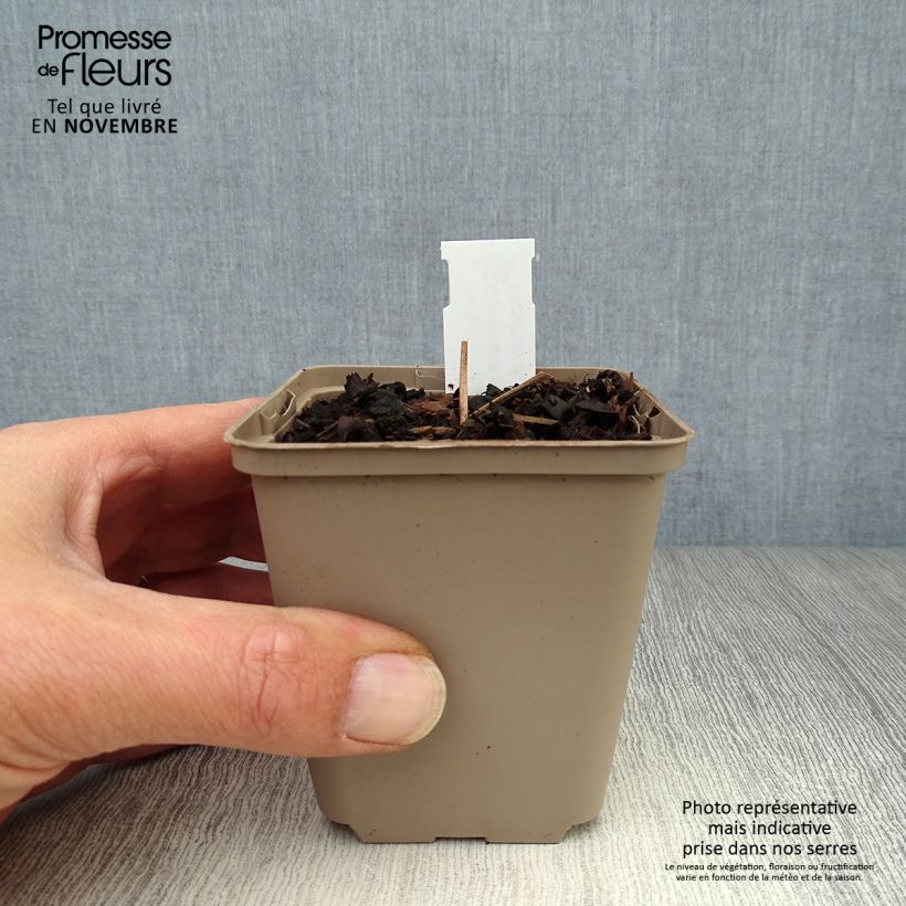 Convallaria majalis Doreen - Lily of the Valley 8/9 cm pot sample as delivered in autumn