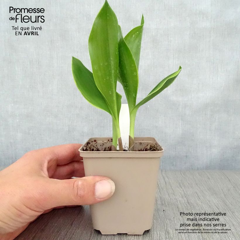 Convallaria majalis Bridal Choice - Lily of the Valley 8/9 cm pot sample as delivered in spring