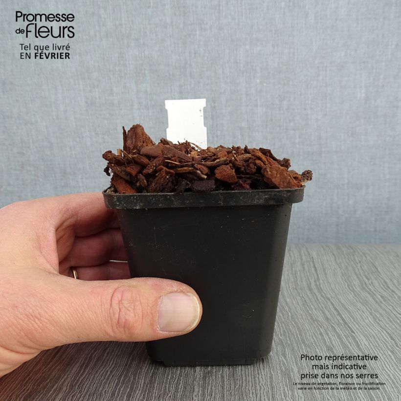 Convallaria majalis Prolificans - Lily of the Valley 8/9 cm pot sample as delivered in winter