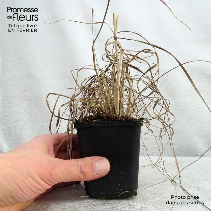 Muhlenbergia rigens 8/9 cm pot sample as delivered in winter