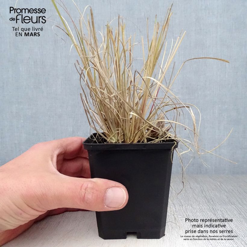 Muhlenbergia rigens 8/9 cm pot sample as delivered in spring