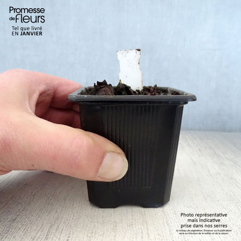 Mukdenia rossii 8/9 cm pot sample as delivered in winter