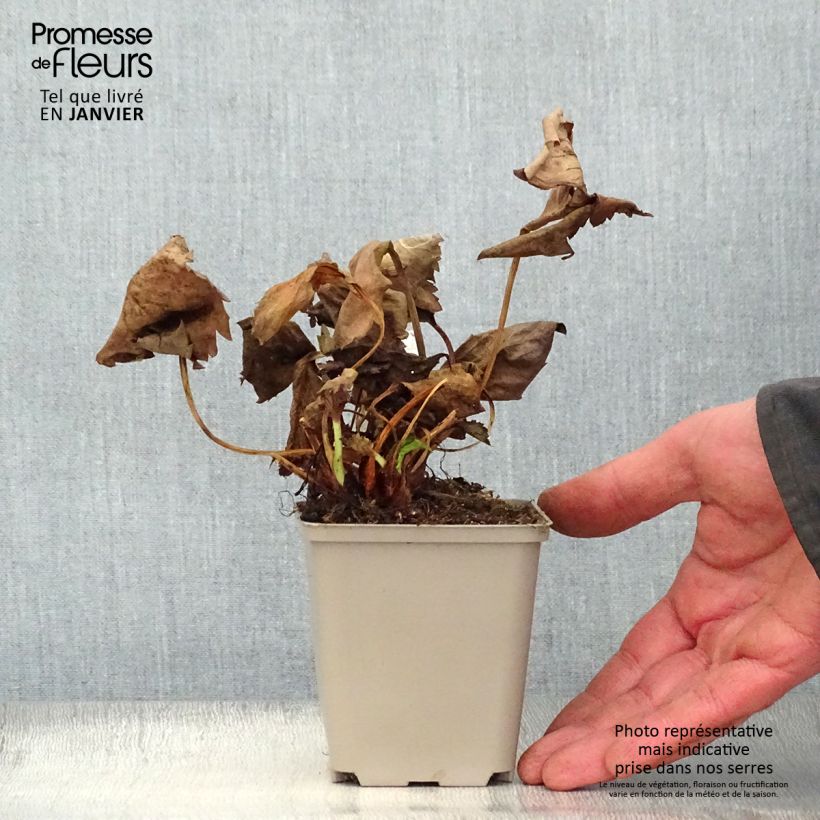 Mukgenia Nova Flame 8/9 cm pot sample as delivered in winter