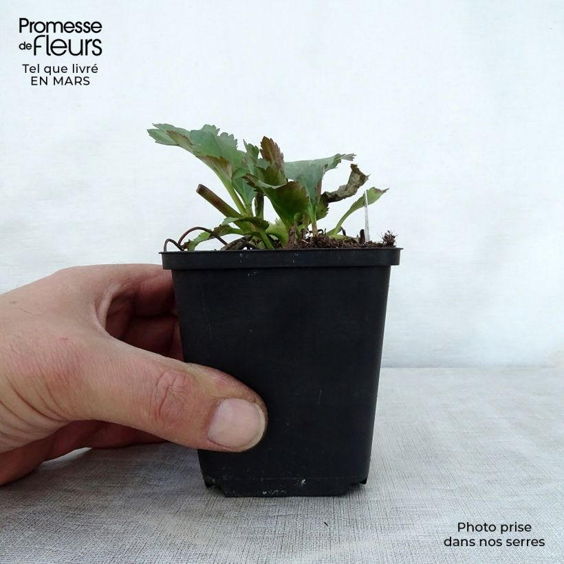 Mukgenia Nova Flame 8/9 cm pot sample as delivered in spring