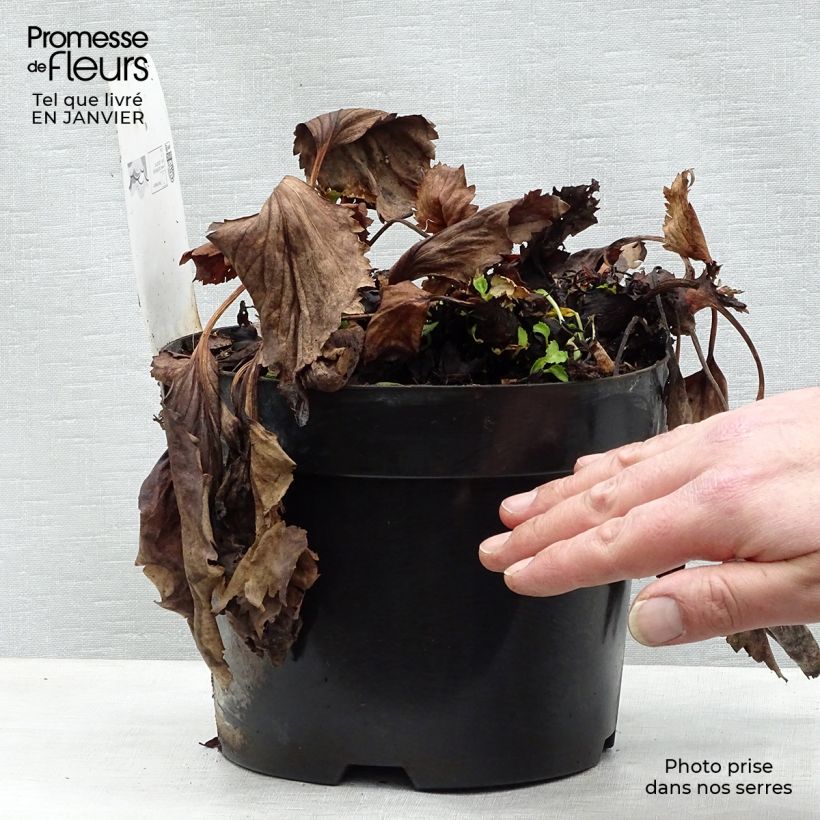 Mukgenia Nova Flame 3L/4L pot sample as delivered in winter