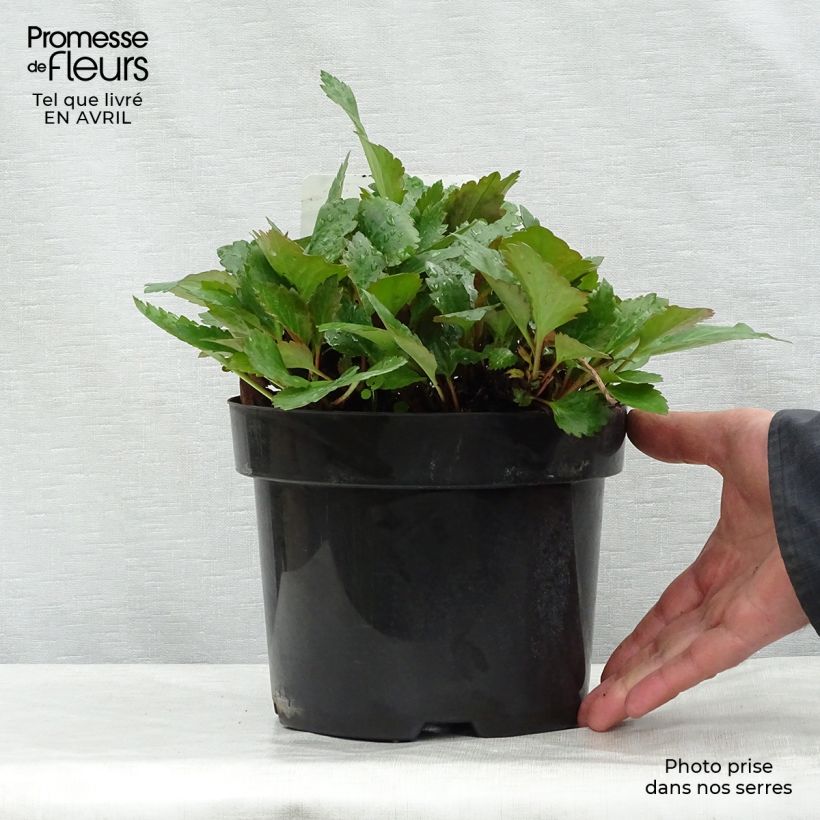 Mukgenia Nova Flame 3L/4L pot sample as delivered in spring