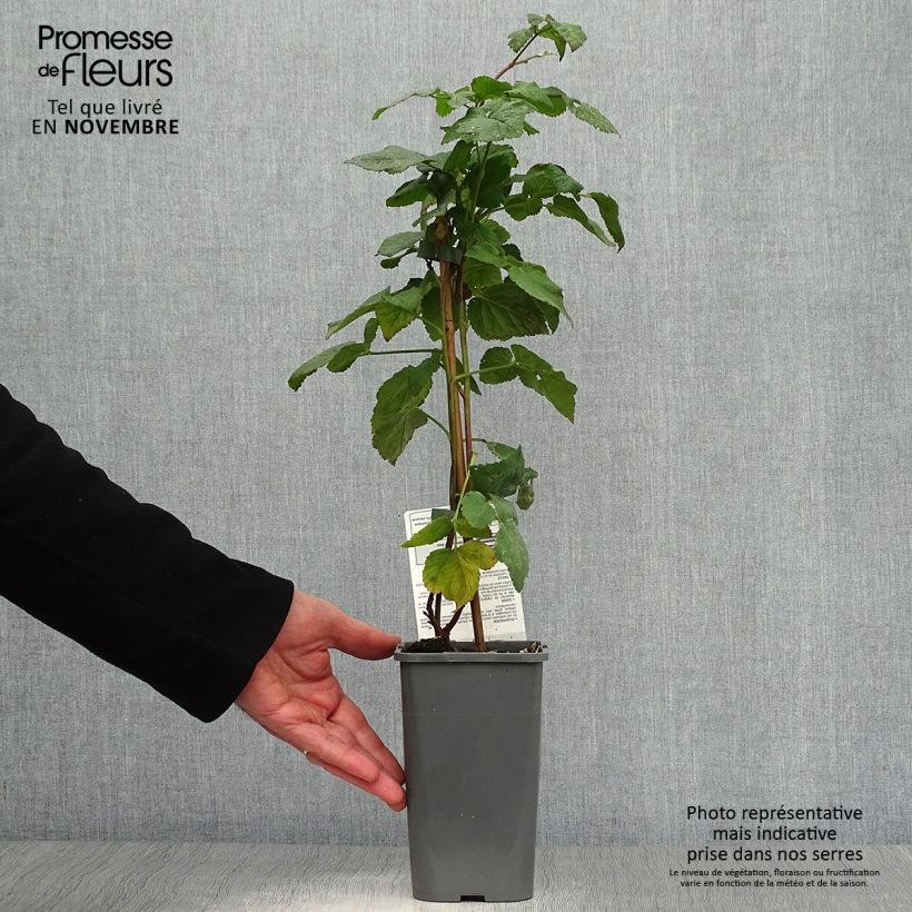 Organic Buckingham Tayberry 1.5L/2L pot sample as delivered in autumn
