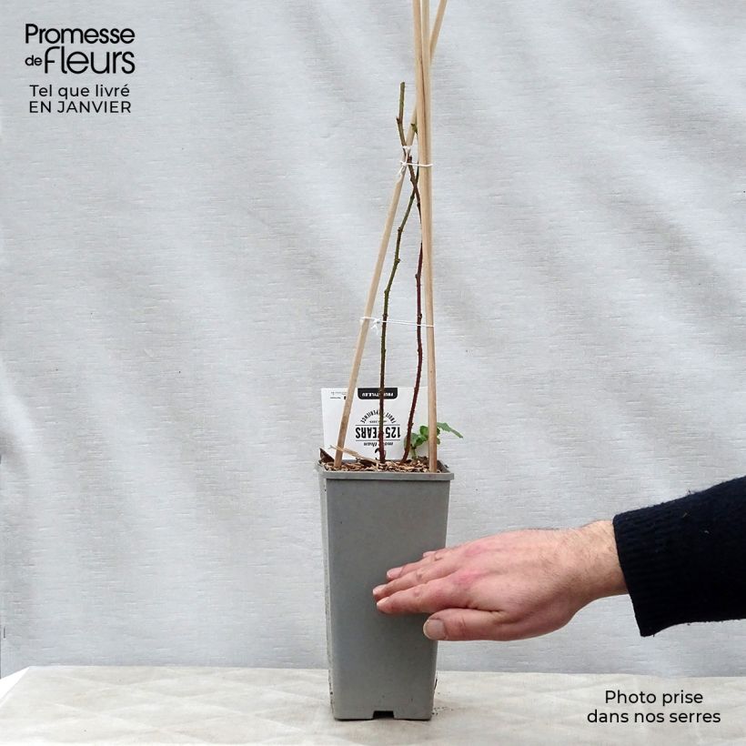 Rubus Buckingham Tayberry 1.5L/2L pot, Clump sample as delivered in winter