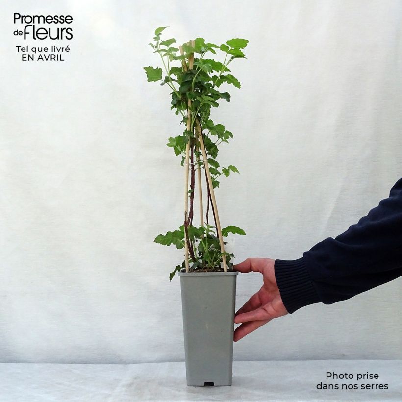 Rubus Buckingham Tayberry 1.5L/2L pot, Clump sample as delivered in spring