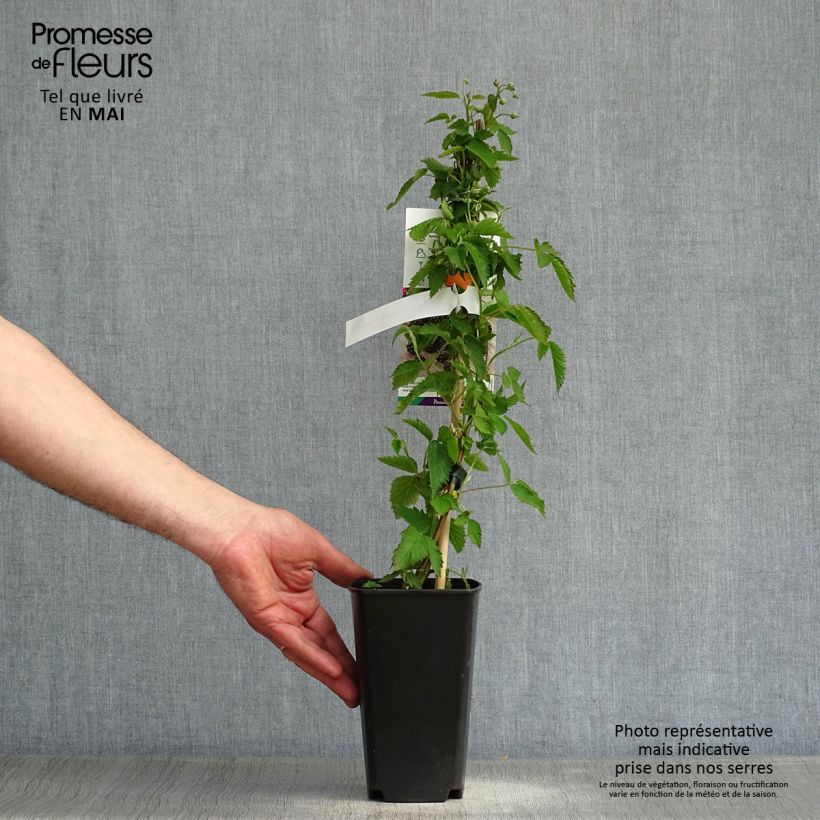 Rubus fruticosus Direttissima Montblanc - Blackberry 2L/3L pot, Clump sample as delivered in spring