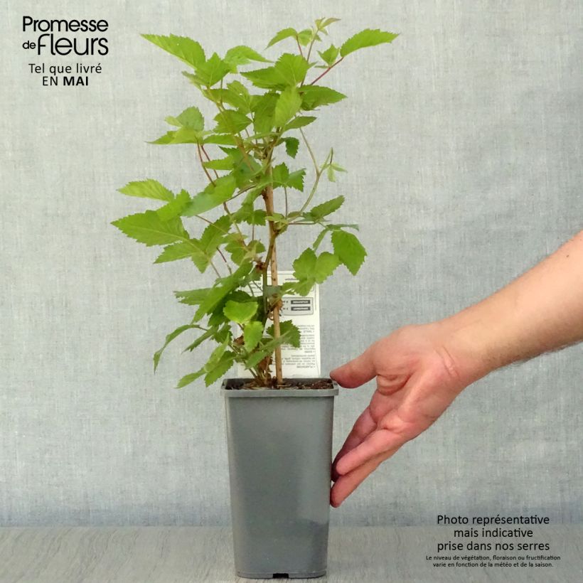 Organic Blackberry Dirksen - Rubus fruticosus 1L/1.5L pot sample as delivered in spring