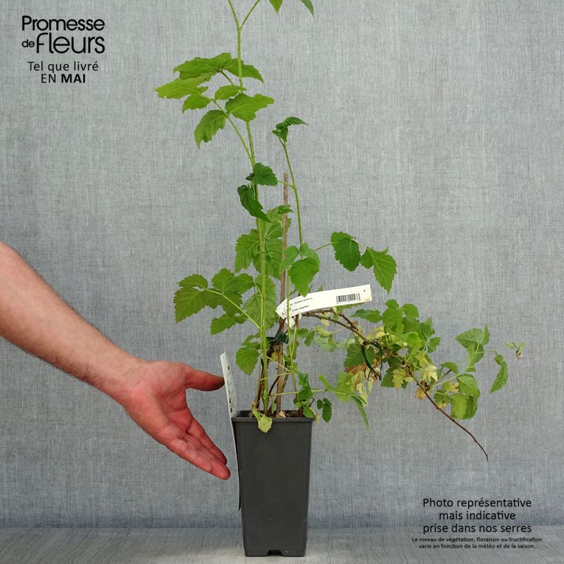 Rubus fruticosus Medana Tayberry 1.5L/2L pot sample as delivered in spring