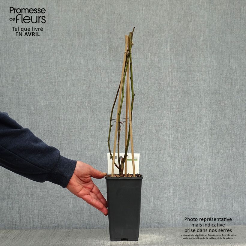 Everbearing Blackberry Reuben  - Rubus fruticosus 1.5L/2L pot sample as delivered in spring