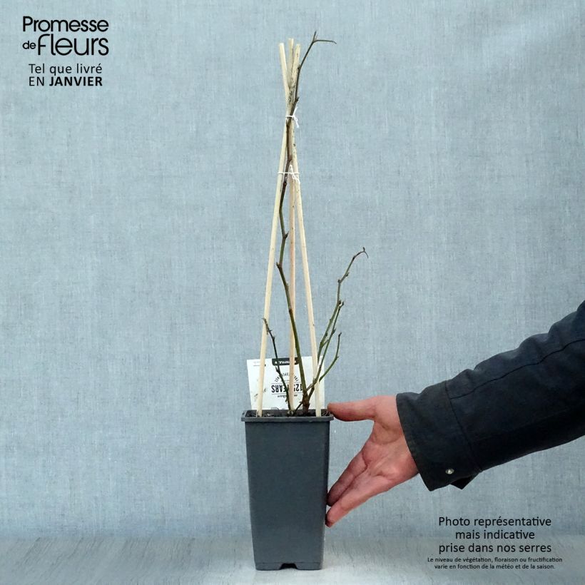 Rubus fruticosus Thornfree - Blackberry 1.5L/2L pot, Clump sample as delivered in winter