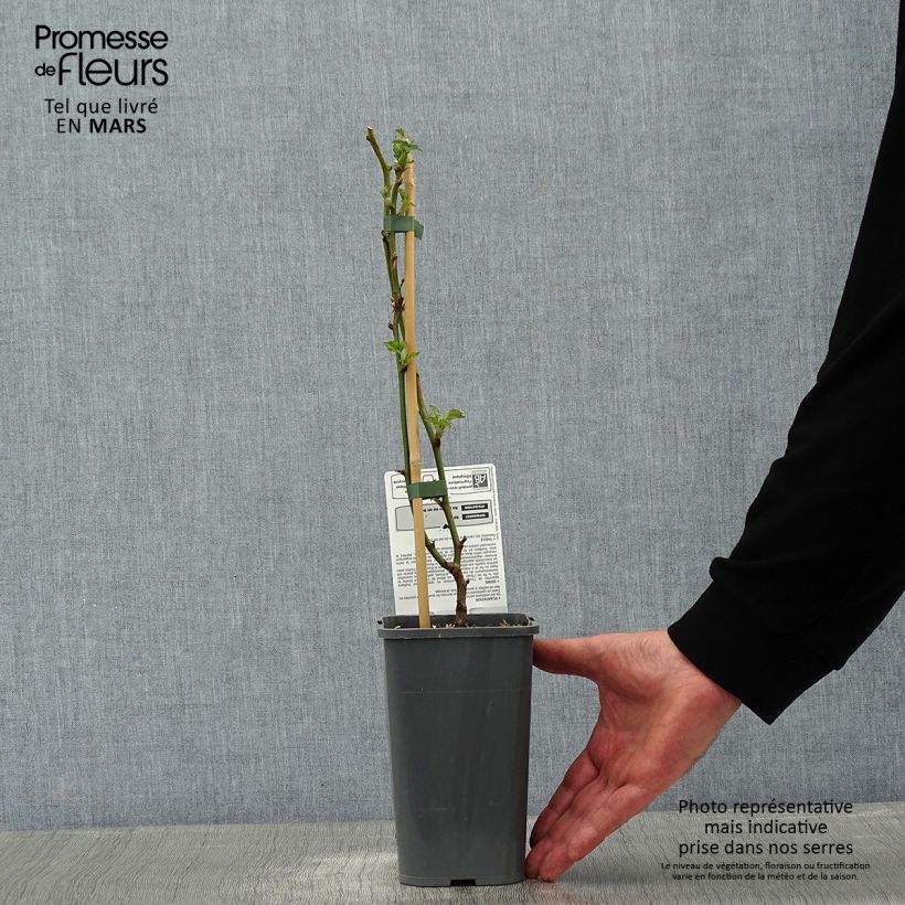 Blackberry Little Black Prince - Rubus fruticosus 1.5L/2L pot, Clump sample as delivered in winter