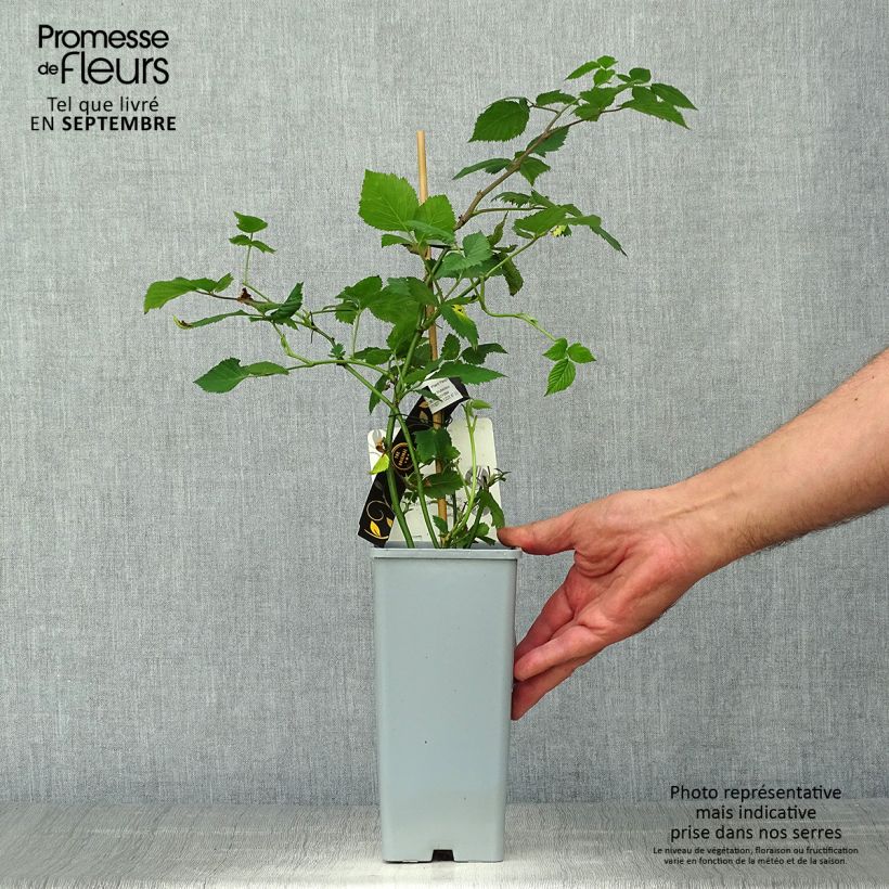 Rubus fruticosus Black Cascade - Blackberry 2L/3L pot, Clump sample as delivered in autumn