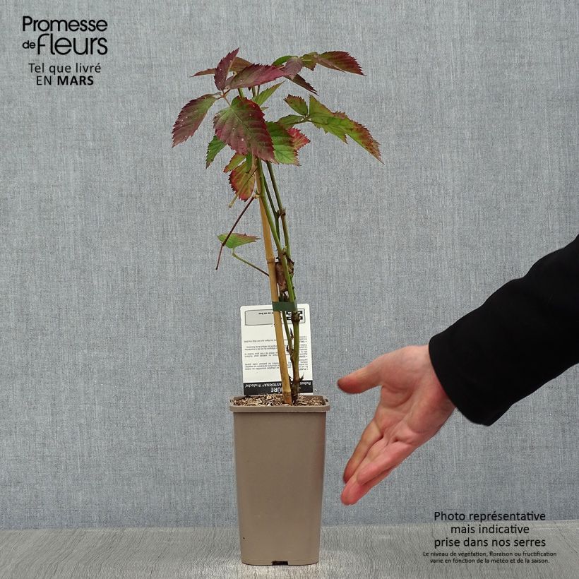 Blackberry Asterina - Rubus fruticosus 1.5L/2L pot sample as delivered in winter