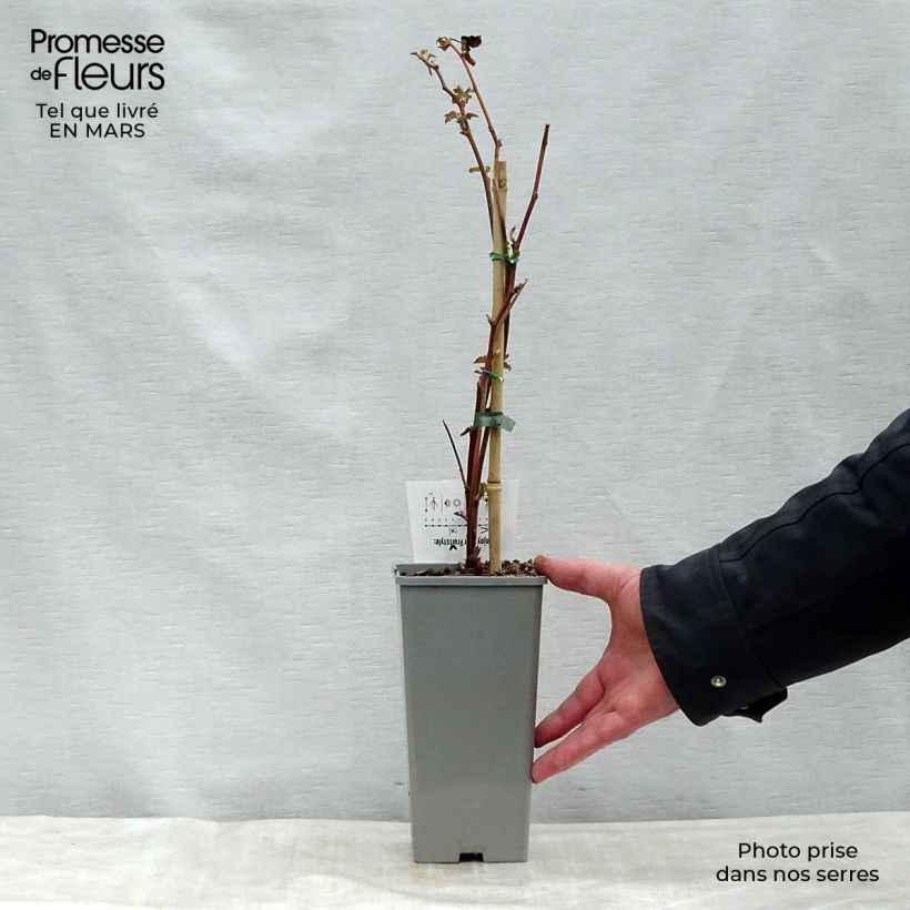 Thornless Blackberry Black Satin - Rubus fruticosus 1.5L/2L pot, Clump sample as delivered in spring