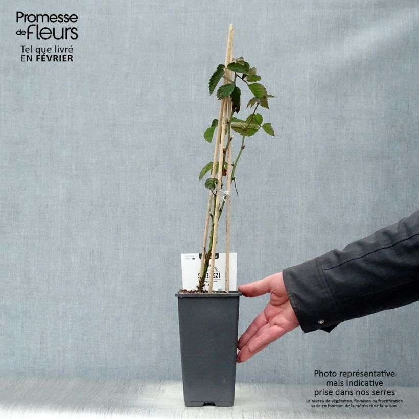 Thornless Blackberry Loch Ness - Rubus fruticosus 1.5L/2L pot, Clump sample as delivered in winter