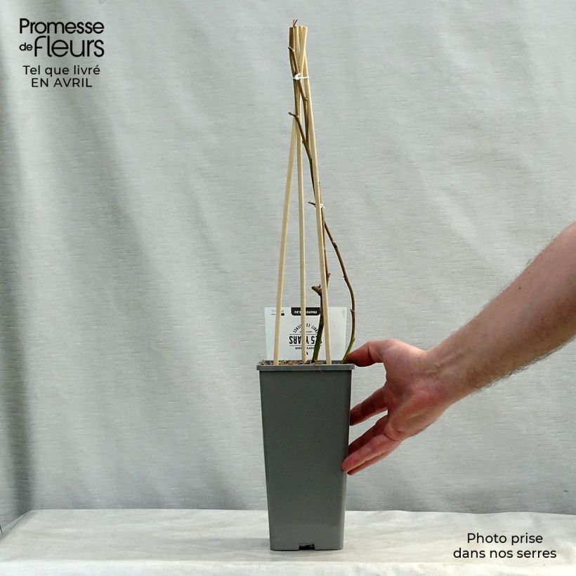 Thornless Blackberry Loch Ness - Rubus fruticosus 1.5L/2L pot, Clump sample as delivered in spring